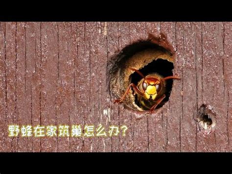 窗外有蜂巢|【窗外有蜂巢】窗外有蜂巢？教你破解風水危機，遠離災禍！